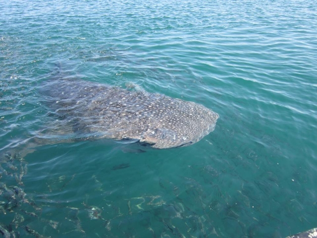 Coge tu foto del tiburón ballena